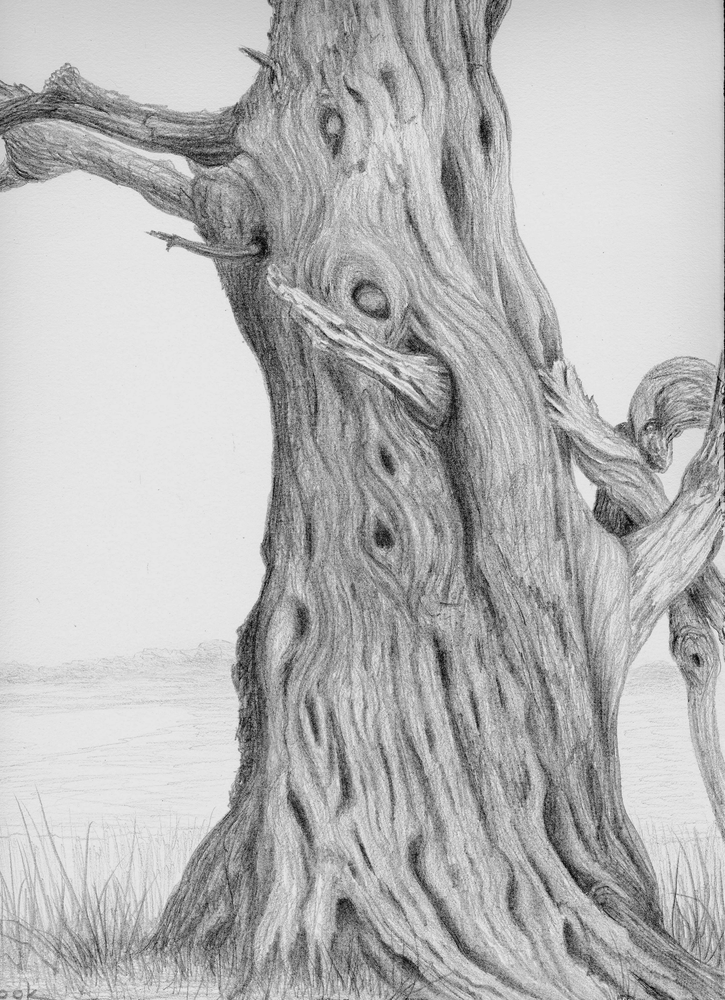 Creighton Cedar, silverpoint, Jeannine Cook artist
