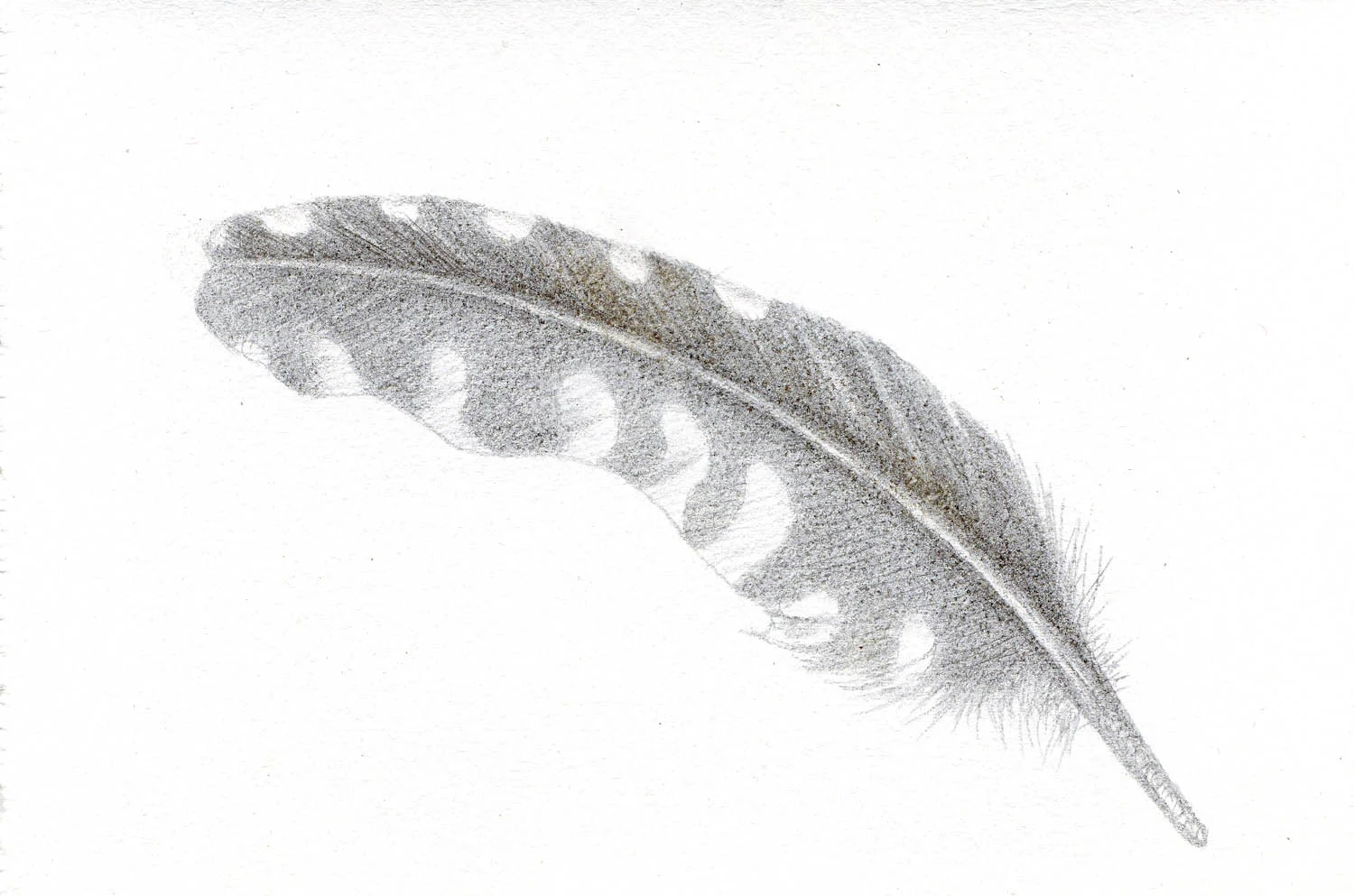 Plaisir de Plumes
