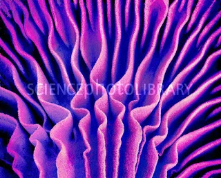 Mushroom Gills, Susuma Nishinaga. Image courtesy of the artist.