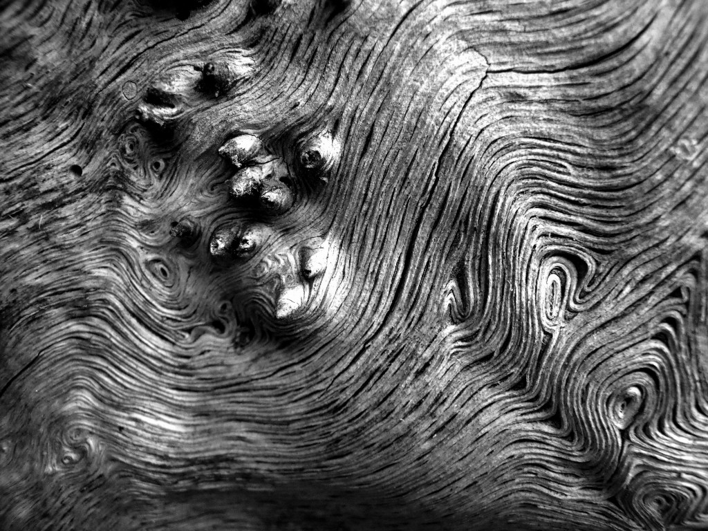 patternsinnature047copygrayscale.jpg