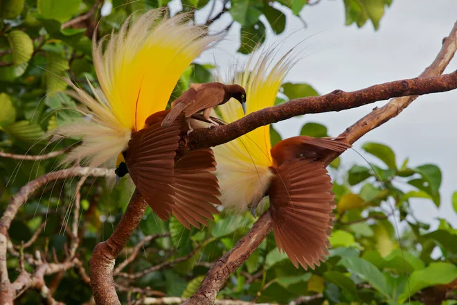 GreaterBird-of-Paradise.jpg