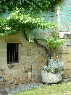 Vine outside Gothic Cellar, Abbaye de Beaulieu (artist's photograph)