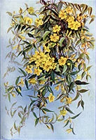 Carolina Jessamine, Gelsemium sempervirens, Ellis Rowan