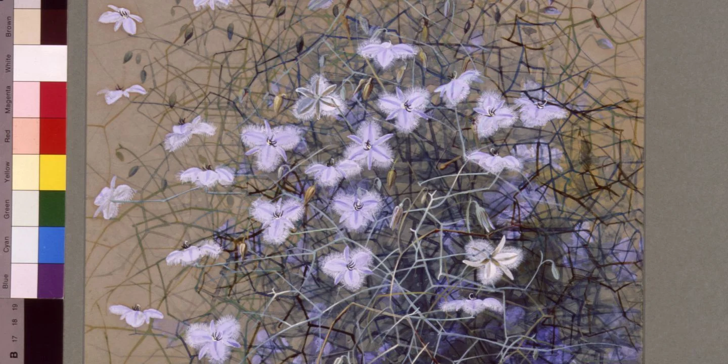 Fringed Violet, watercolour and gouache, 1900, Marian Ellis Rowan, (Image courtesy of Museum of Applied Arts & Sciences)