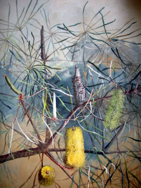 Swamp Banksia, watercolour and gouache, c. 1900, Marian Ellis Rowan, (Image courtesy of Museum of Applied Arts & Sciences)