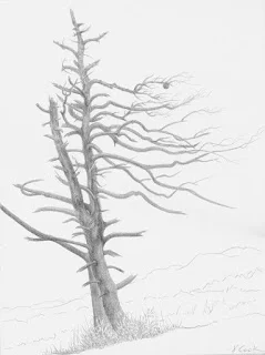 Solitaire, Wild Acres, silverpoint, Jeannine Cook artist