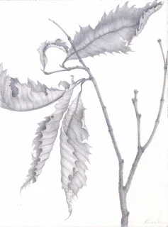 Balsam Mountain Beech , silverpoint, Jeannine Cook artist