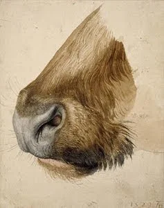 Muzzle of a Bull , 1523, Albrecht Dürer (Image courtesy of The British Museum.)