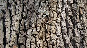 Live Oak Bark