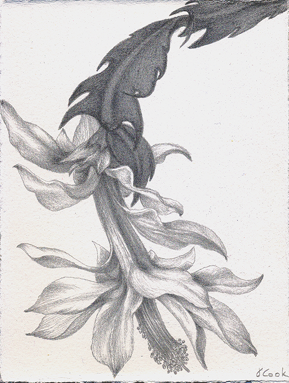 Christmas Cactus, silverpoint, Jeannine Cook artist