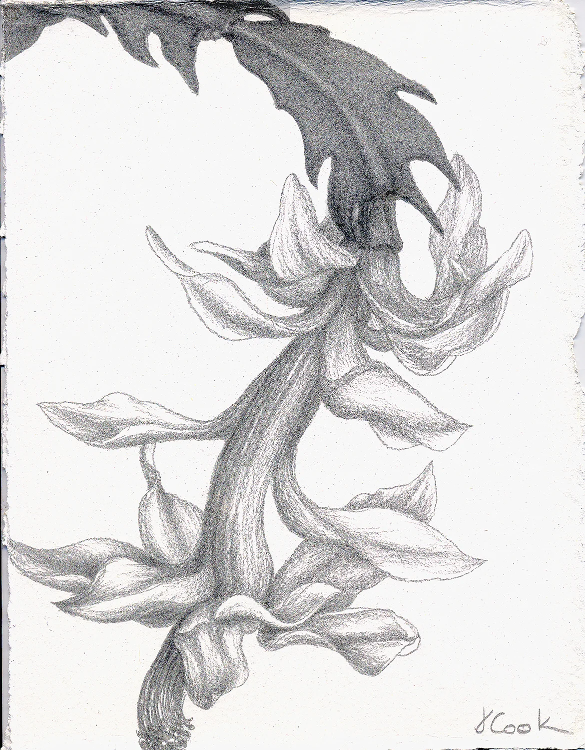 White Christmas Cactus, silverpoint, Jeannine Cook artist