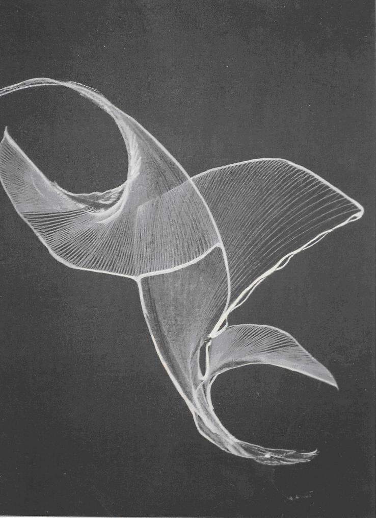 Wiki.Picture by Drawing Machine 2
