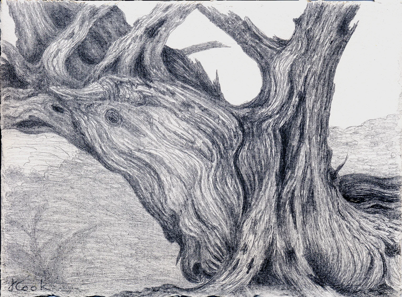 The Cedar Seer, silverpoint, Jeannine Cook artist
