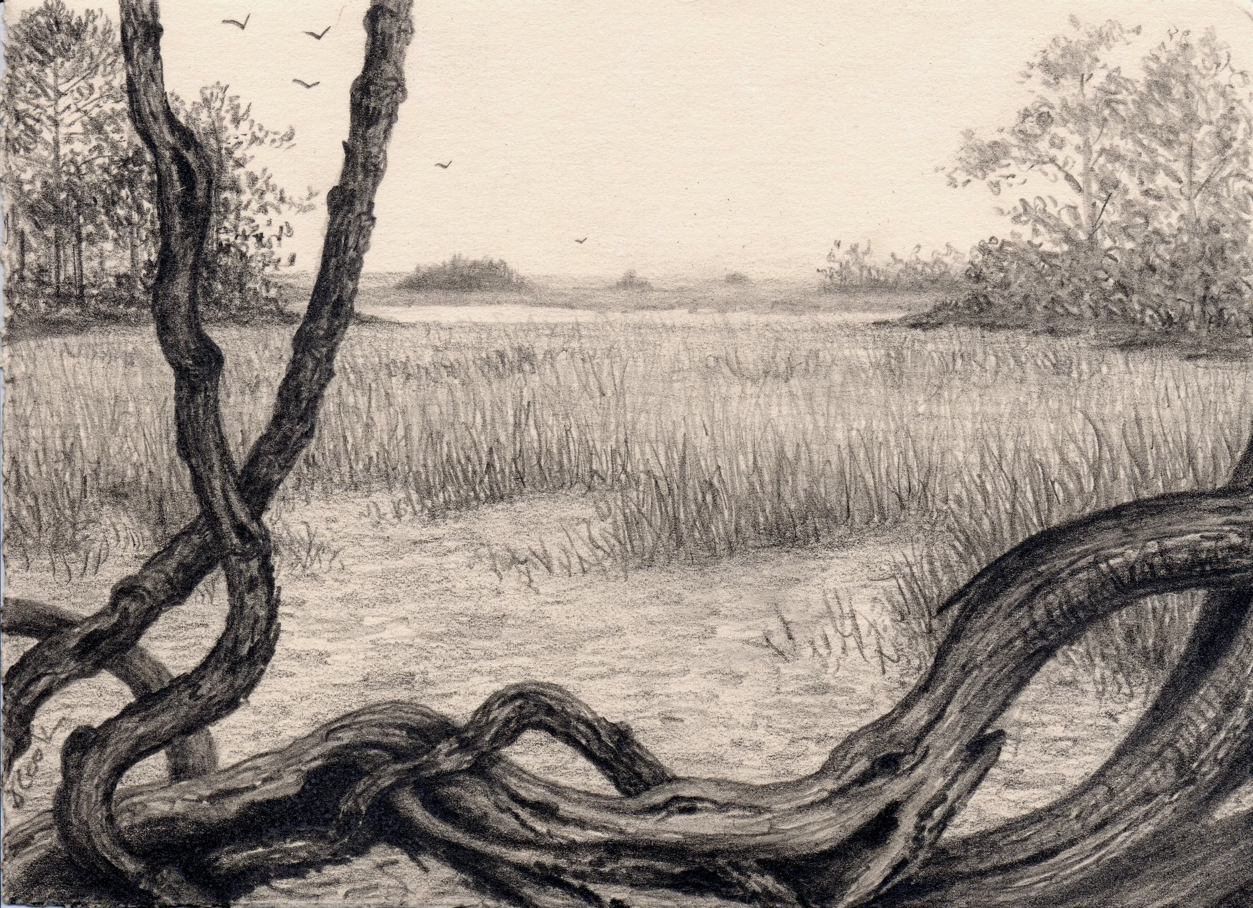 The Marshes of McIntosh, graphite, Jeannine Cook artist, Private collection