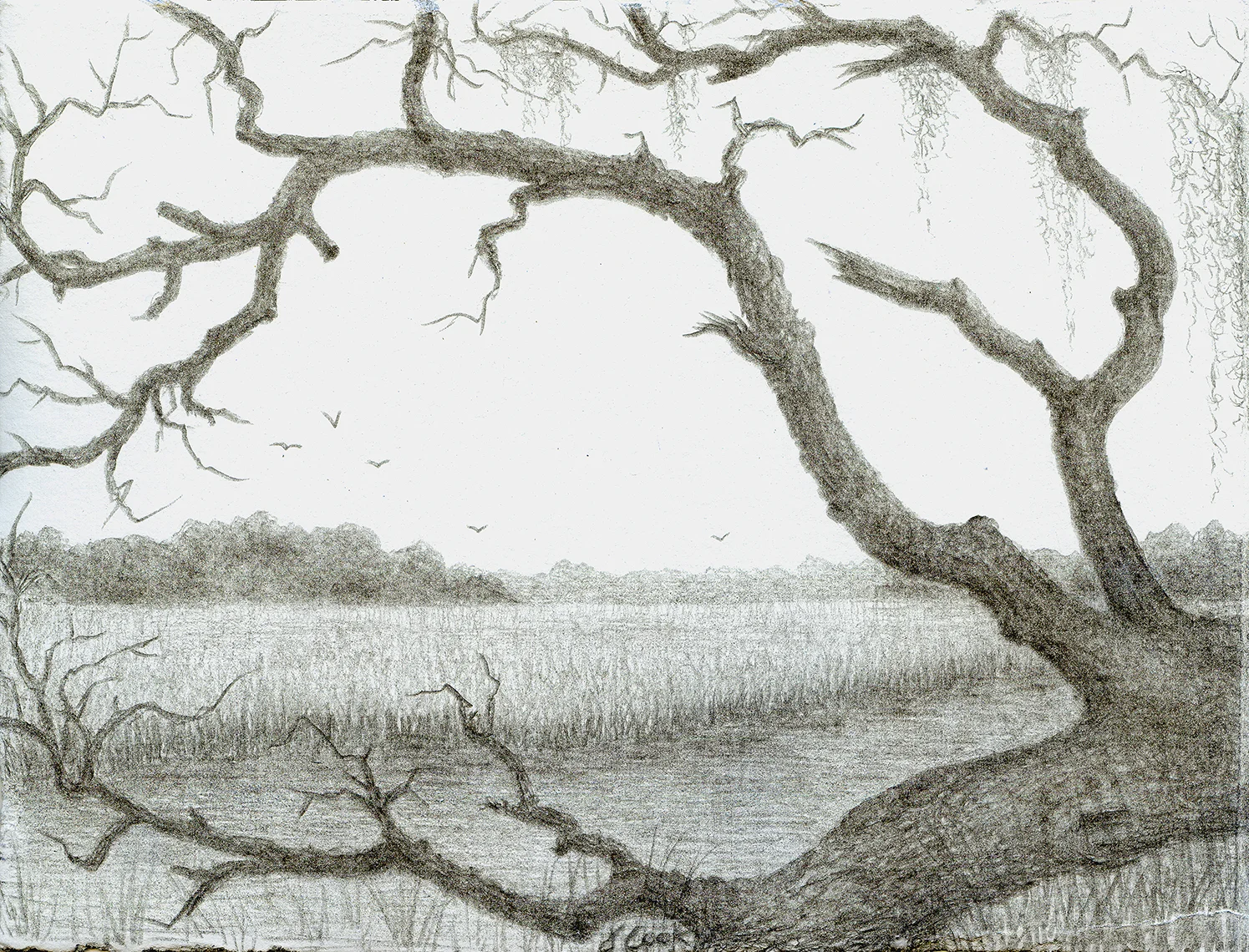 The Fallen Oak, silverpoint, Jeannine Cook artist