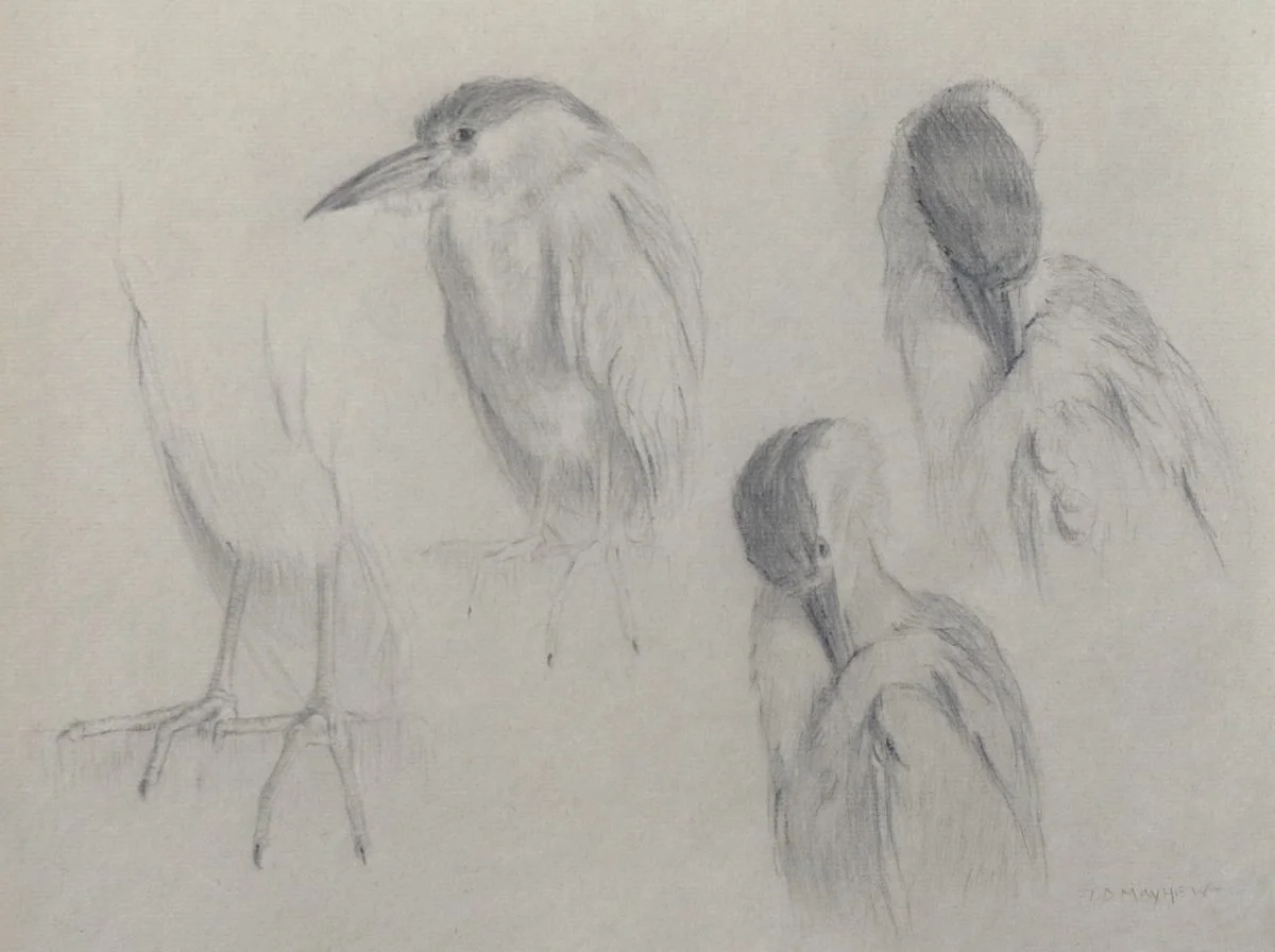 Four studies of a black-crowned night heron, Timothy Mayhew West, (Image courtesy of the Museum of Wildlife Art)
