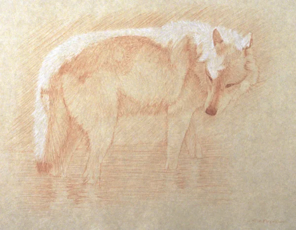 Timothy David Mayhew, Right side study of a gray wolf wading in water, natural red chalk and natural white chalk, (Image courtesy of the artist)