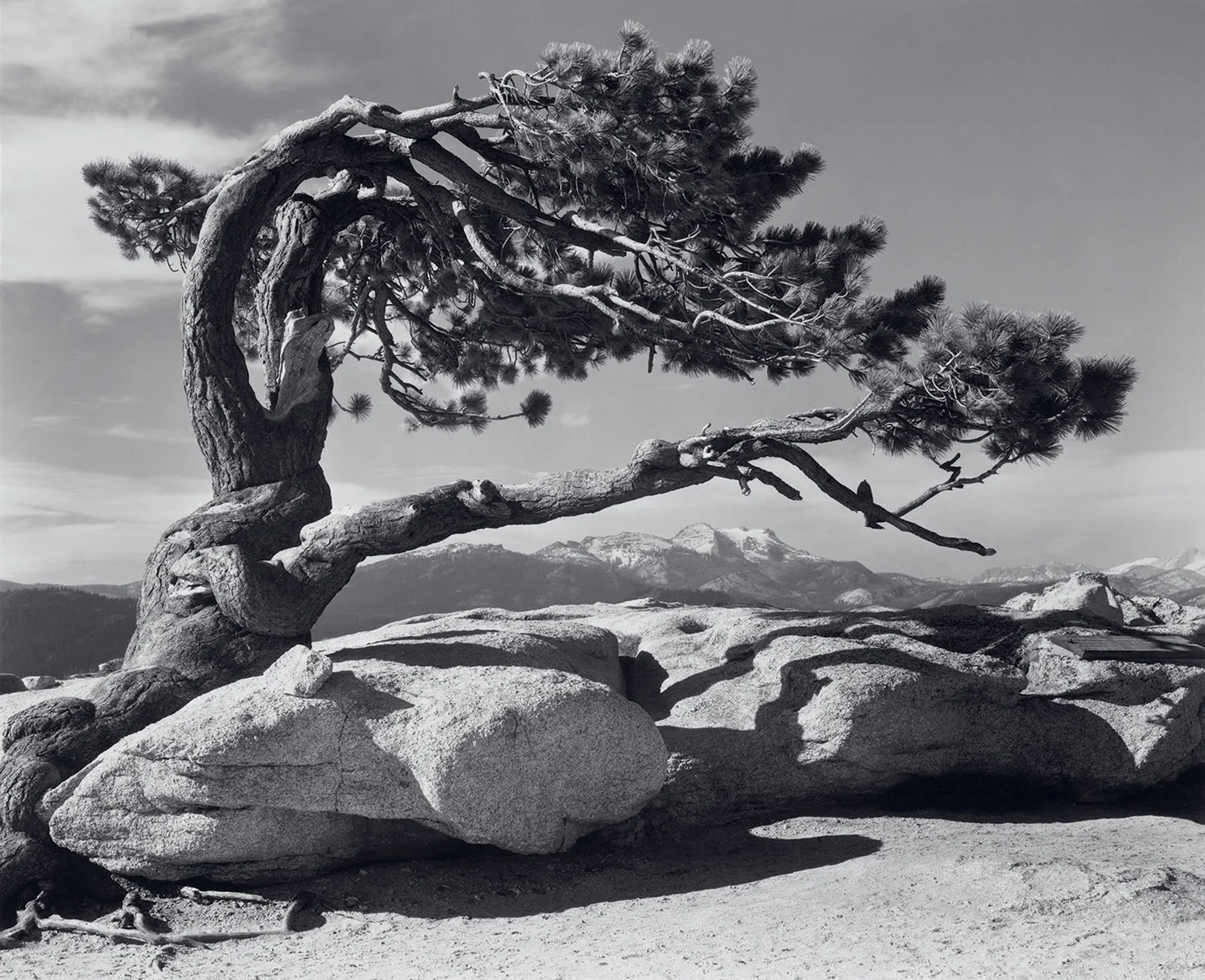 Jeffrey Pine, Ansel Adams photographer (Image courtesy of anseladams.com