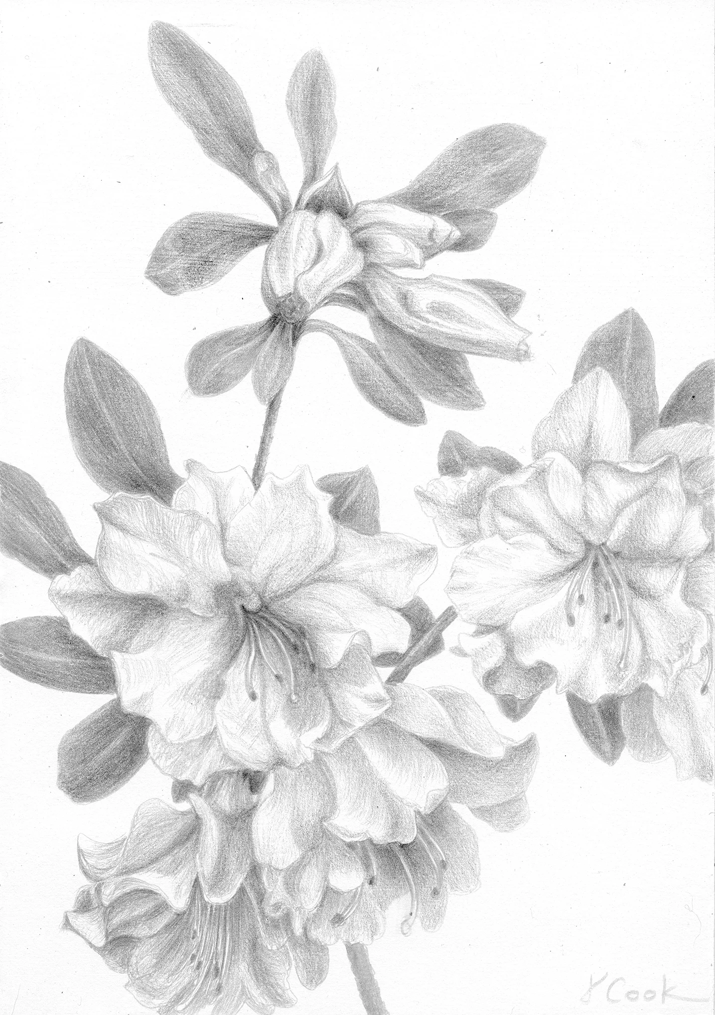 Azaleas in March, silverpoint, Jeannine Cook artist, Private collection