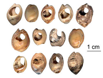 Shells like these, into which holes have carefully been drilled by hand, were used as beads. The beads, which were found at Moroccan Middle Paleolithic sites and are believed to be about 82,500 years old, were used as symbols and indicated status and beliefs, much in the way modern wedding rings or religious iconography do. (Image and text courtesy of NPR.org)
