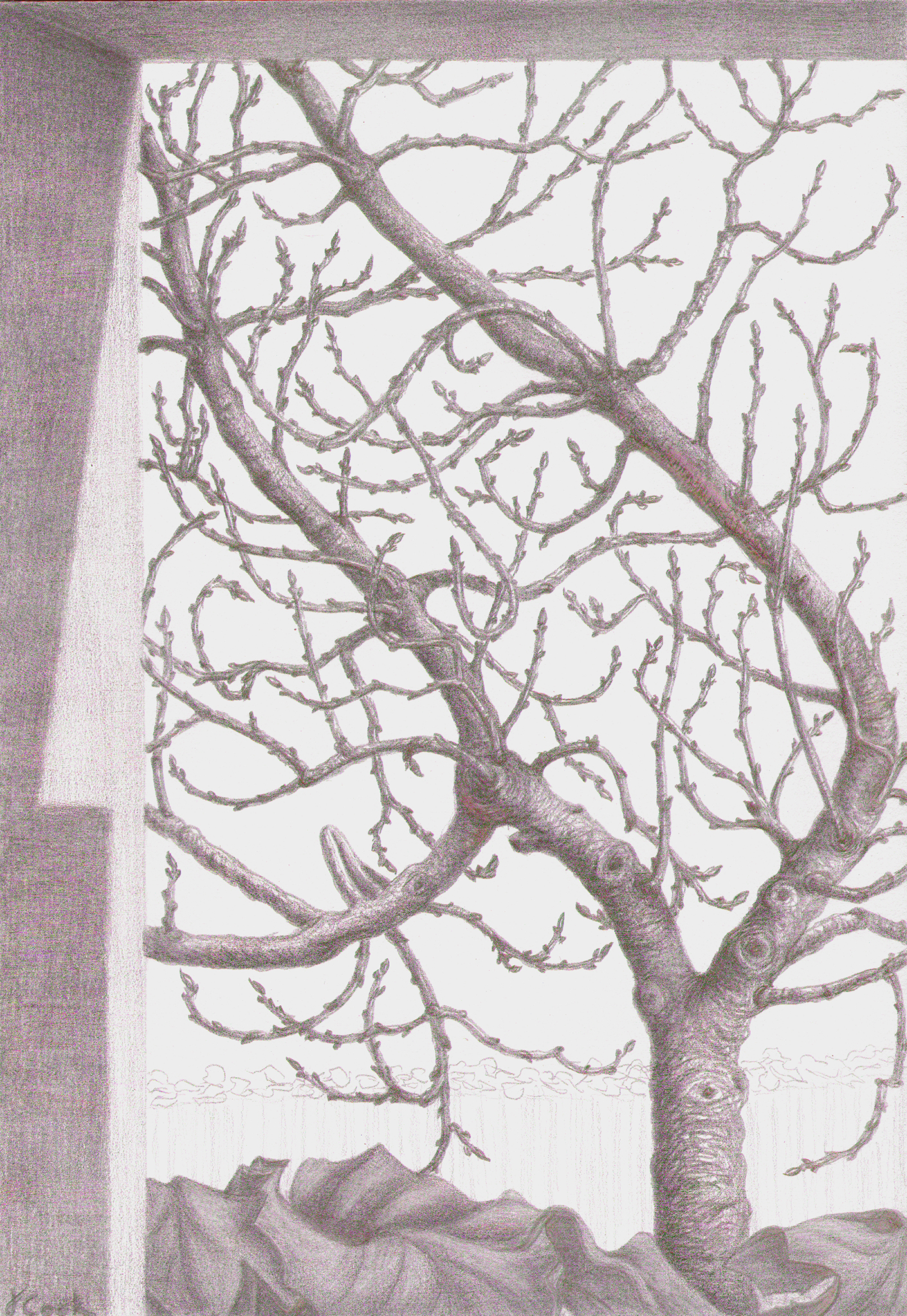 My first silverpoint done in the new studio, The Herald of Spring - Fig Tree, Jeannine Cook artist