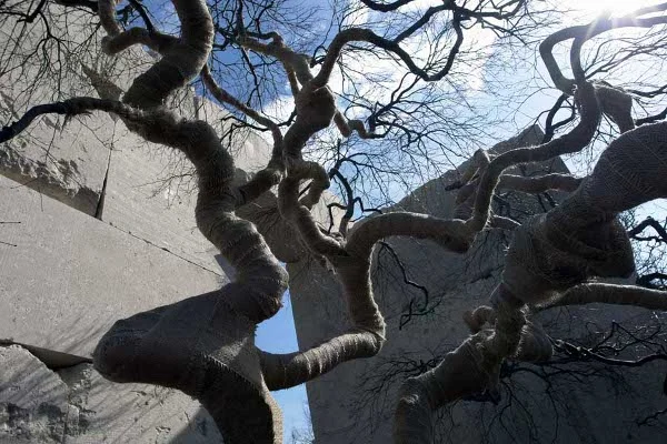 The Tree Museum