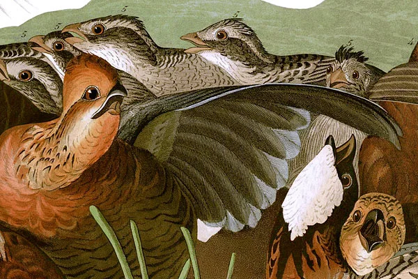 Detail from Plate 76 of John James Audubon's Birds of America. Virginian Partridge (Northern Bobwhite) under attack by a young red-shouldered hawk. Restored by RestoredPrints.com 2008.