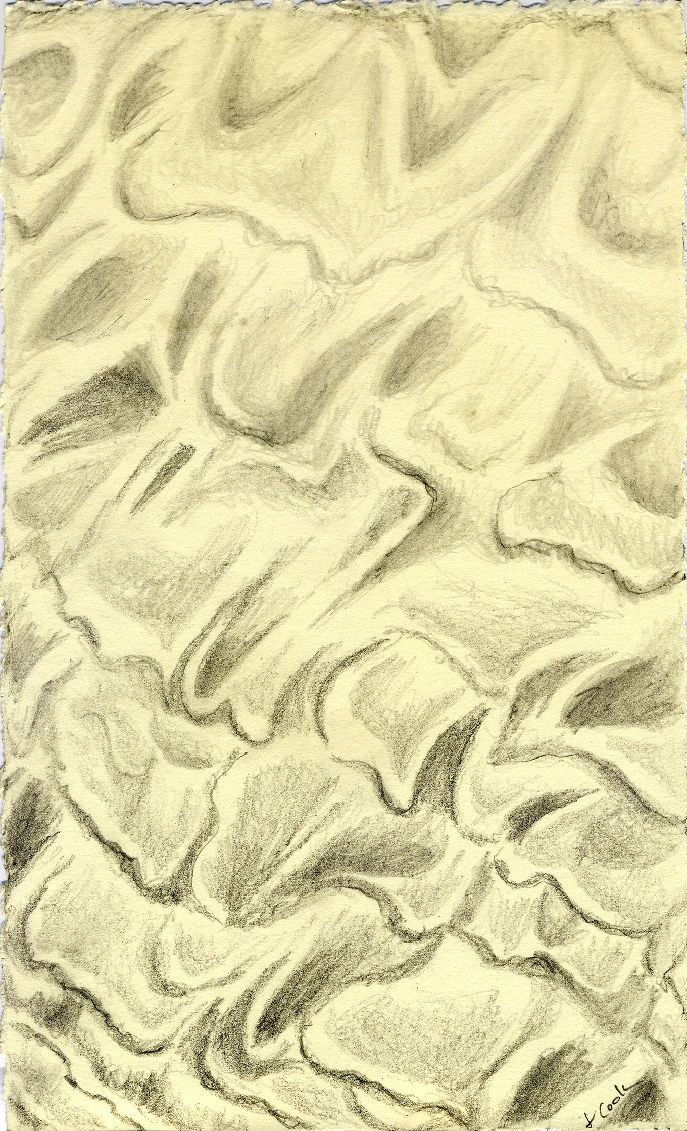 Low Tide Tracery, graphite, Jeannine Cook artist