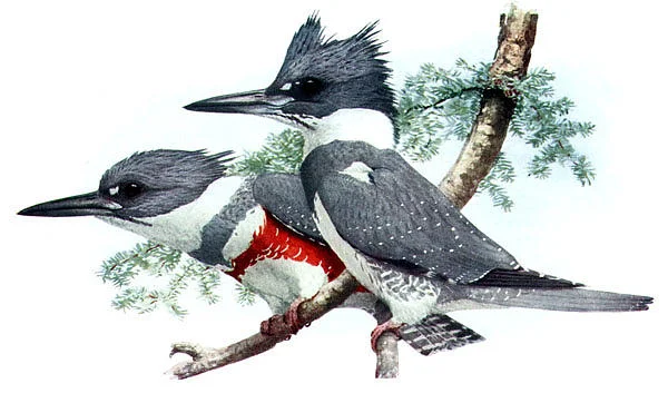 Belted Kingfisher Megaceryle Alcyon by Louis Agassiz Fuertes