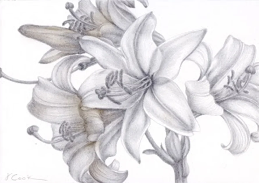 Lilium candidium - so sweetly perfumed, silverpoint, Jeannine Cook aertist