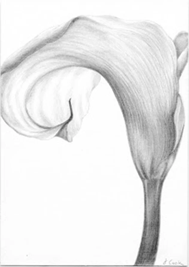 Calla Lily, Mallorca, silverpoint,, Jeannine Cook artist