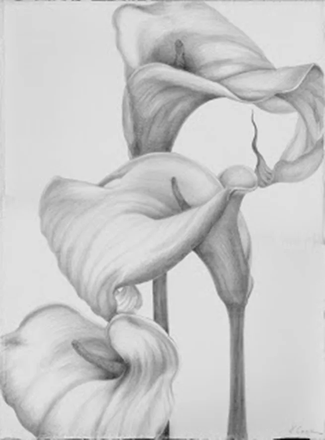 Calla Lilies, Palma. silverpoint, Jeannine Cook artist