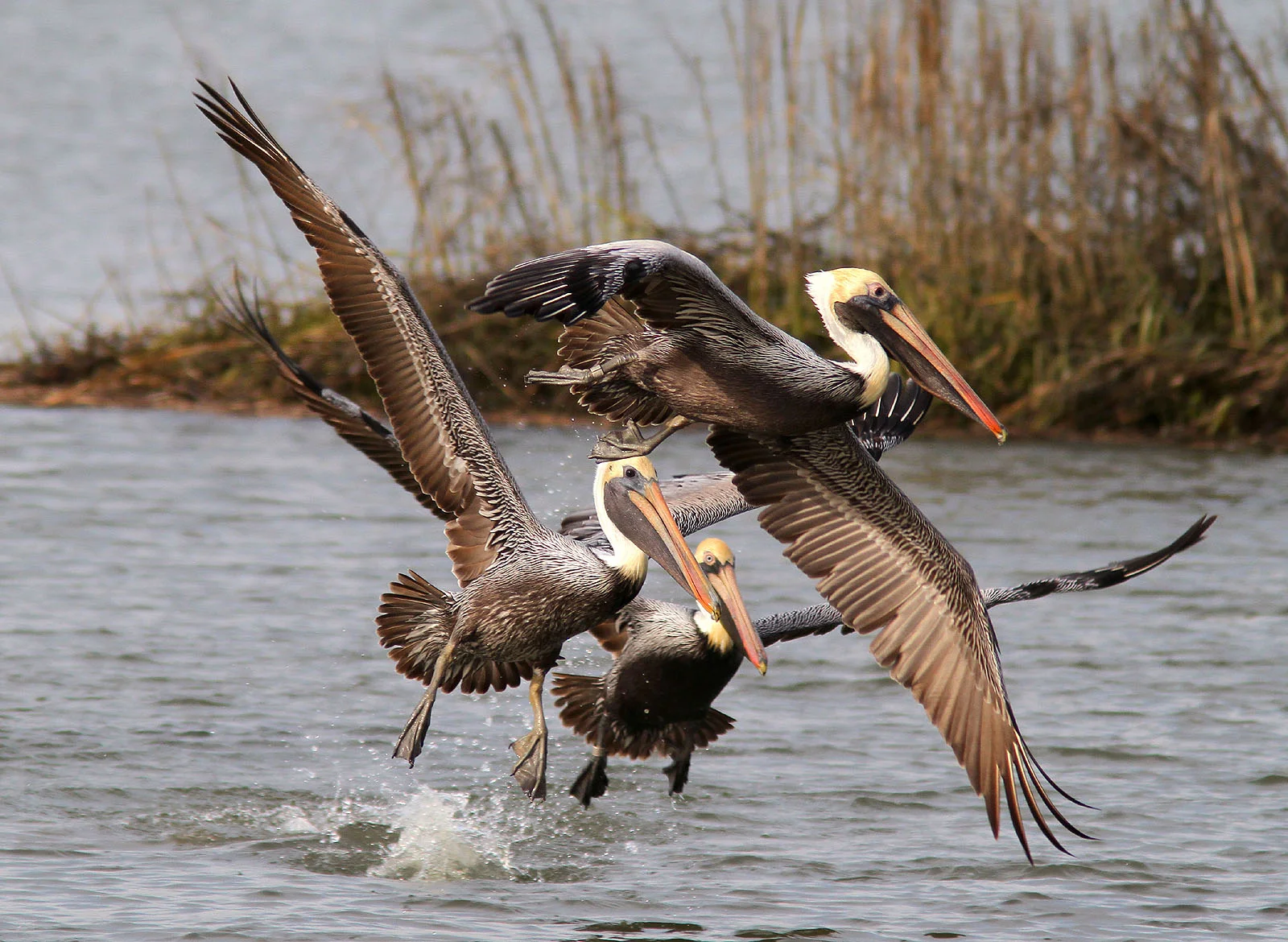 Brown Pelicans (Image courtesy of Phil Lanoue Photography)