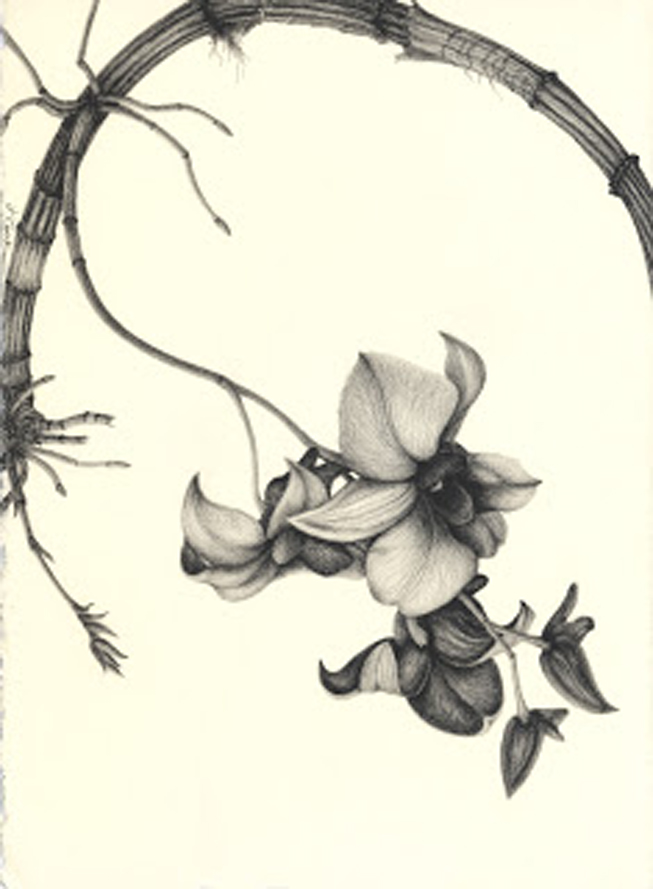 Dendrobium Delight, graphite, Jeannine Cook artist