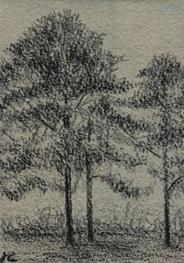 Cedar Point Pines, graphite on tinted ground, Jeannine Cook artist