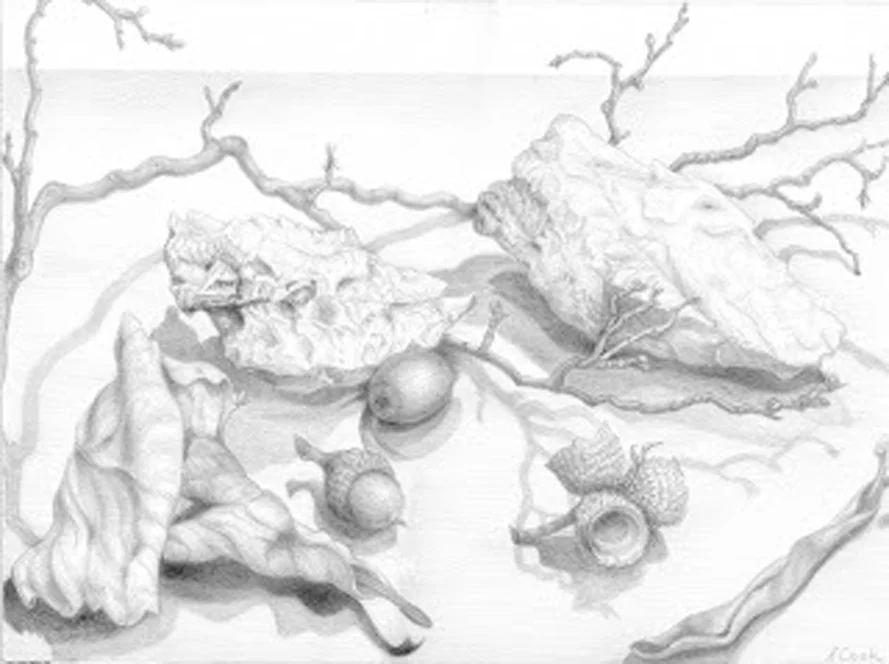 Blue Ridge Mountain Meditation, silverpoint, Jeannine Cook artist
