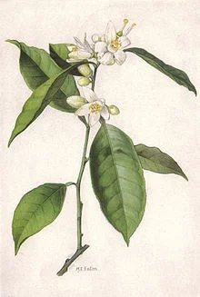 Citrus sinensis Osbeck painting by Mary E. Eaton from a 1917 issue of National Geographic