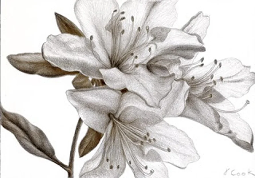 Azalea trio, silverpoint, Jeanninie Cook artist