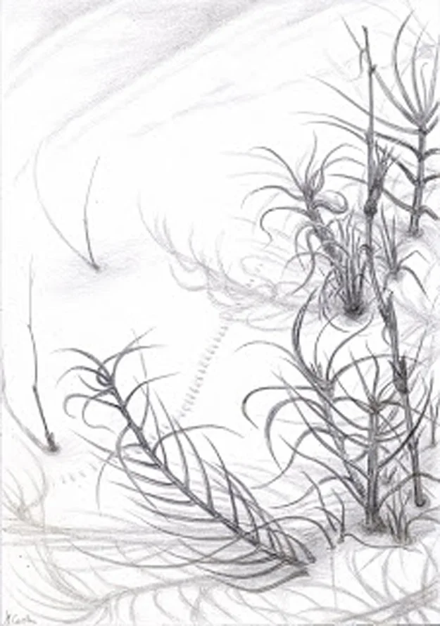 Sand Dune Colony, Sapelo - silverpoint, Jeannine Cook, artist