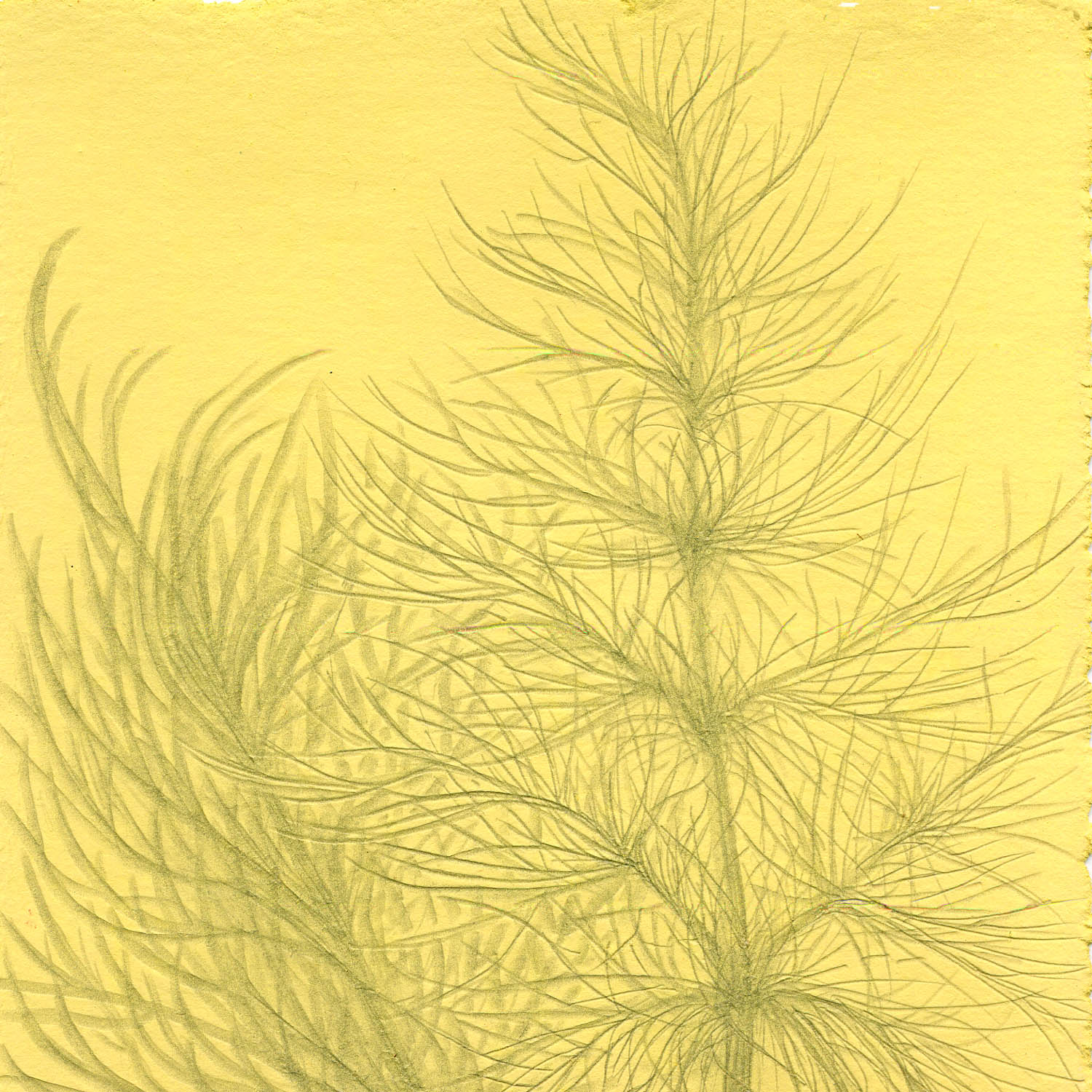 Foeniculum vulgare