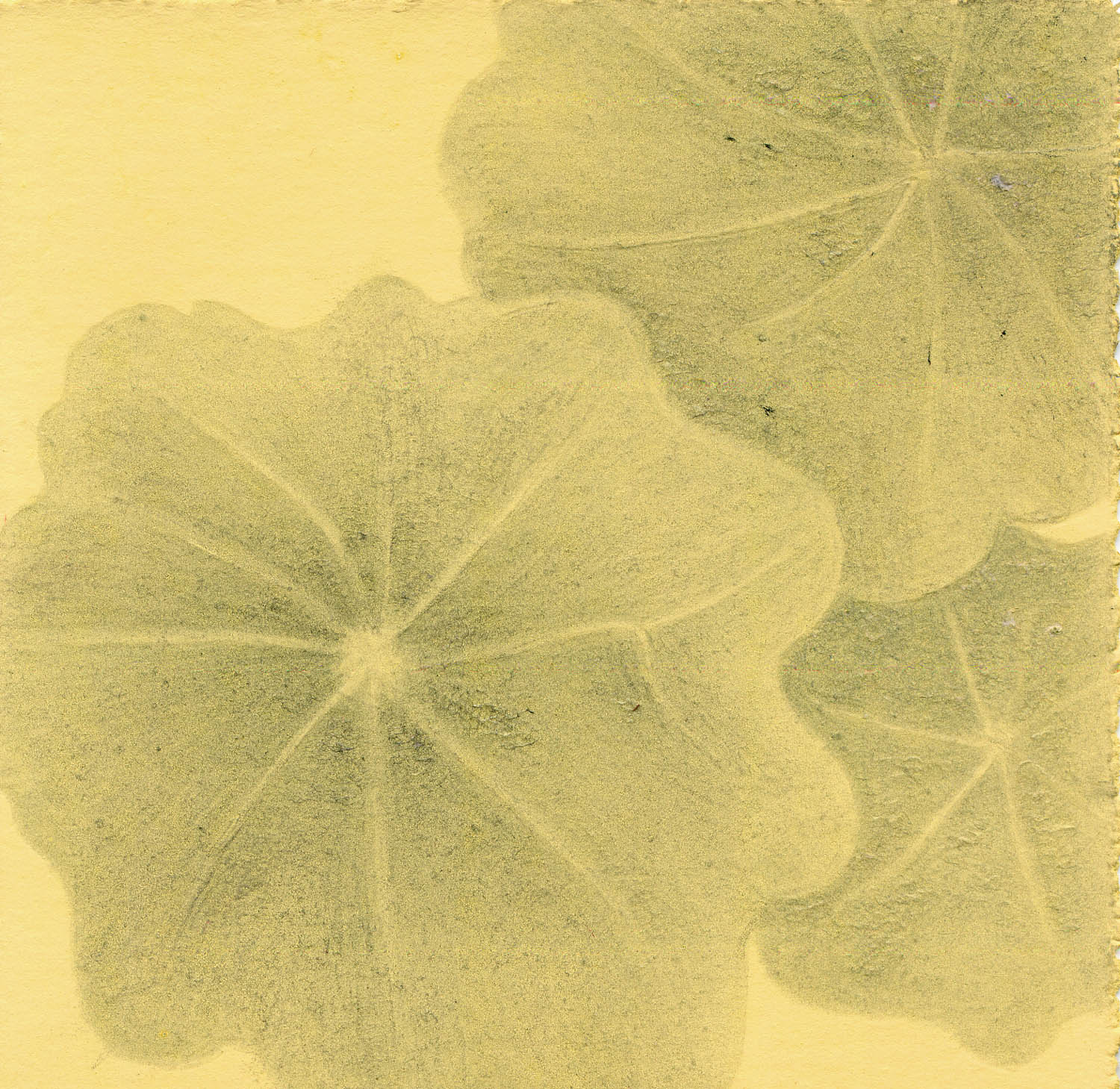 Tropaelum majus - Nasturtium