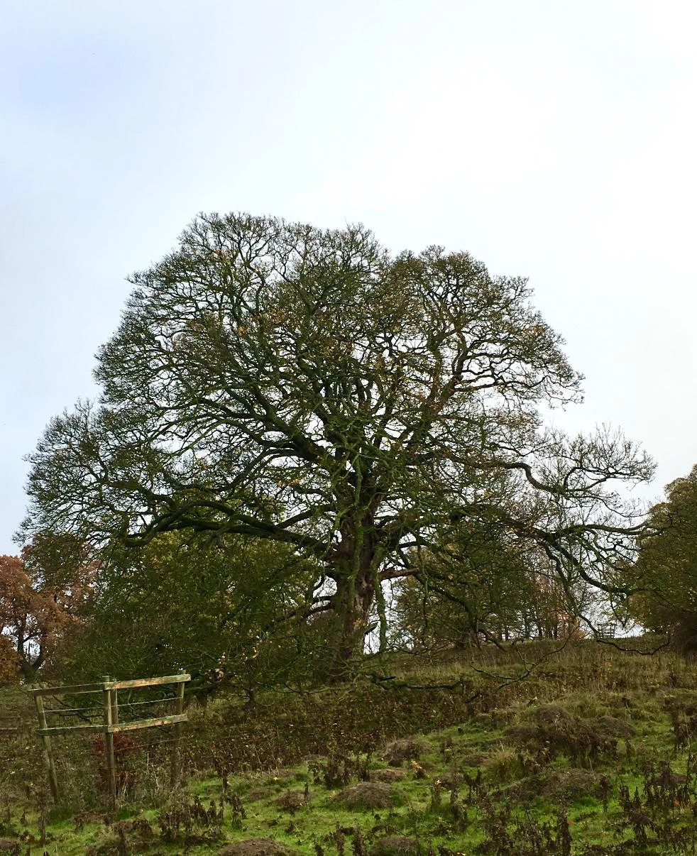 The typical silhouette of a mature oak tree, Haddon Hall (photograph J. Cook)