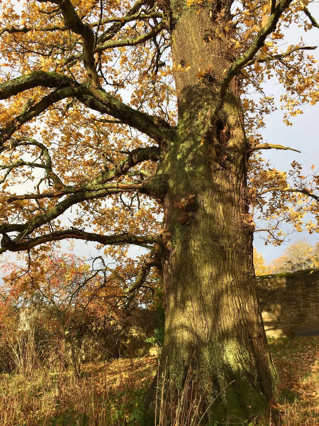 An ancient special oak at Haddon Hall, who lent me her leaves to draw (photograph J. Cook)