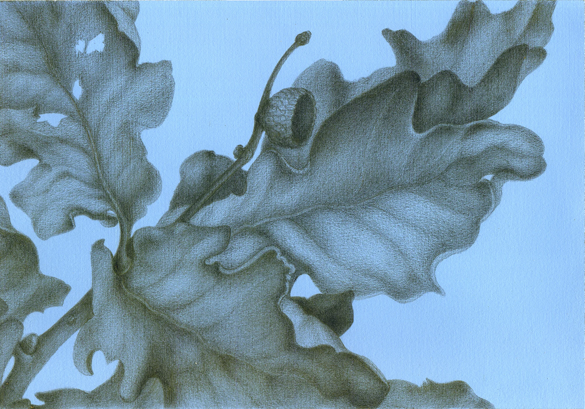 Haddon’s Oaks, silverpoint on tinted ground, 2018, Jeannine Cook artist