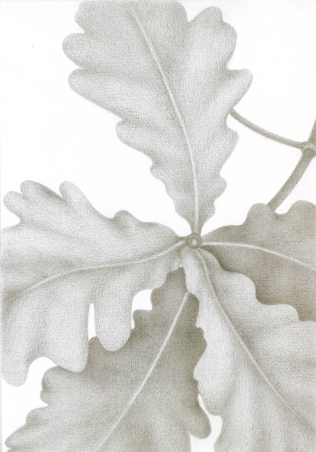 Future Growth – The Oaks