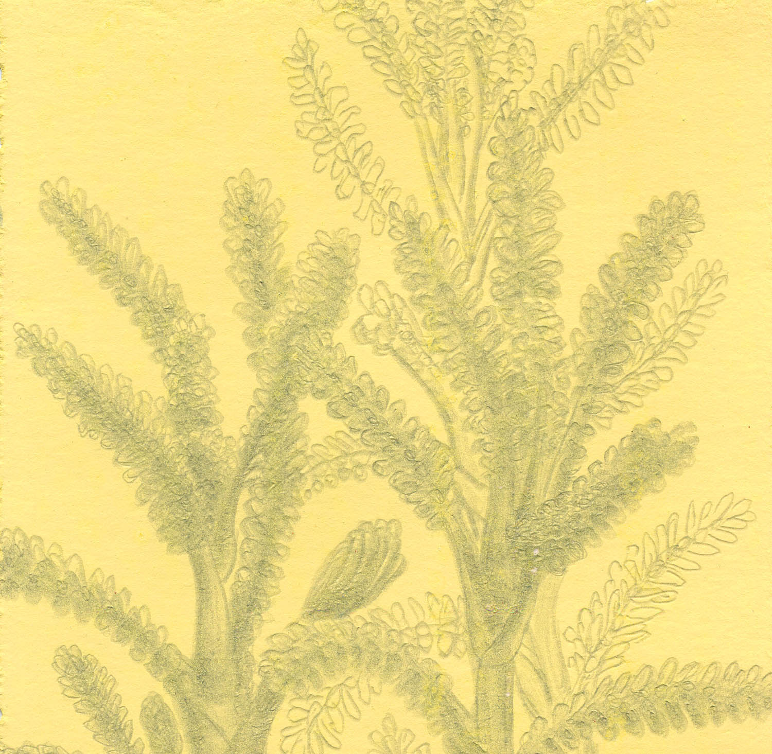 Santolina chamaecyparyssus