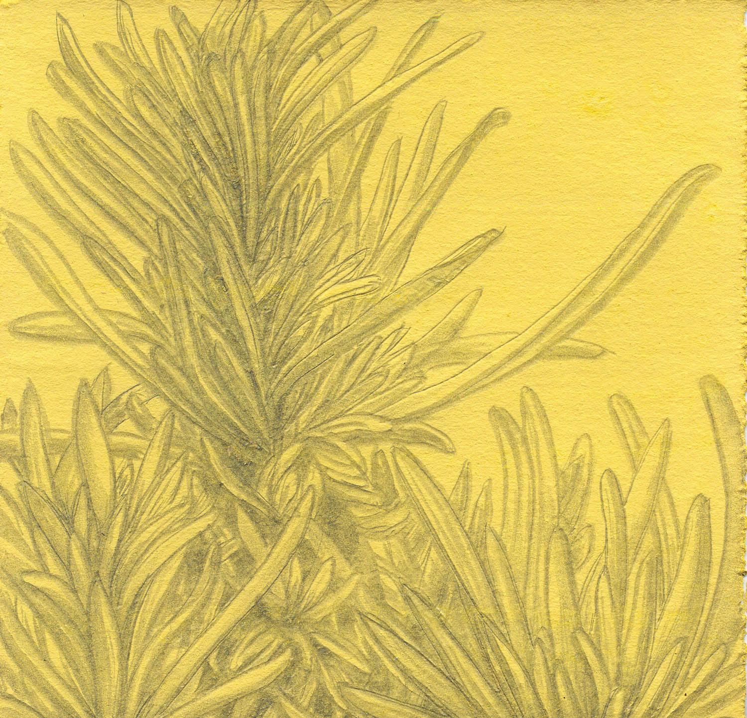 Helichrysum - Curry gldpt  G-1227-4-19.jpg