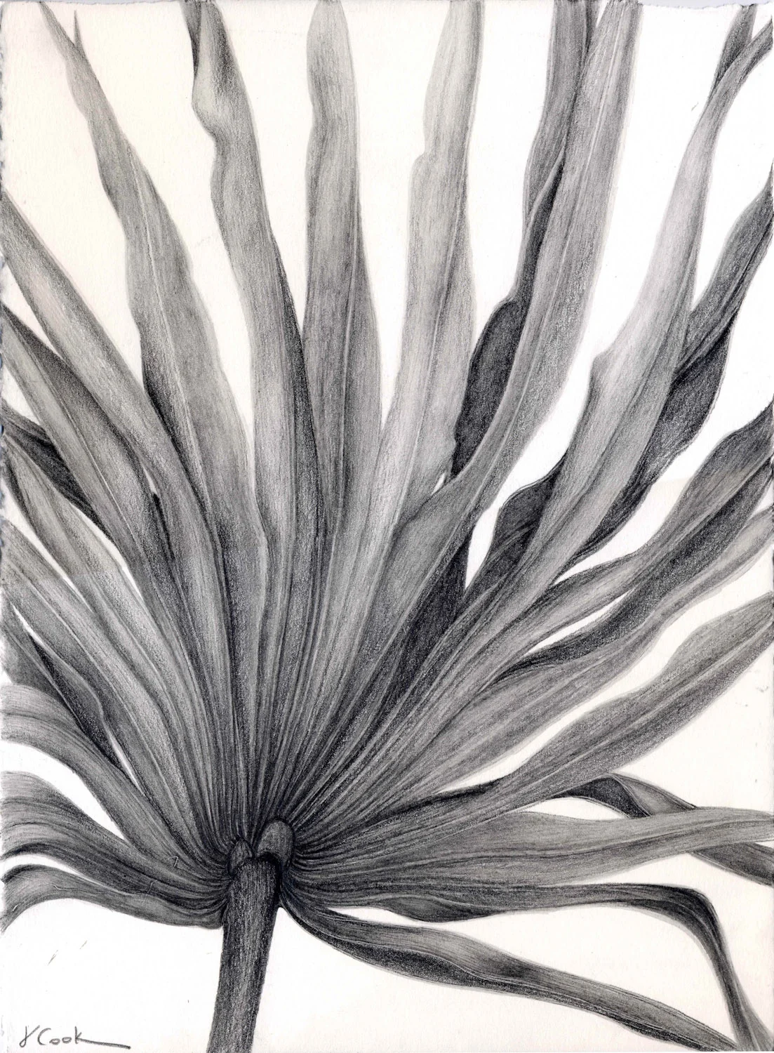 Pritchard's Island Palmetto - graphite-132.jpg