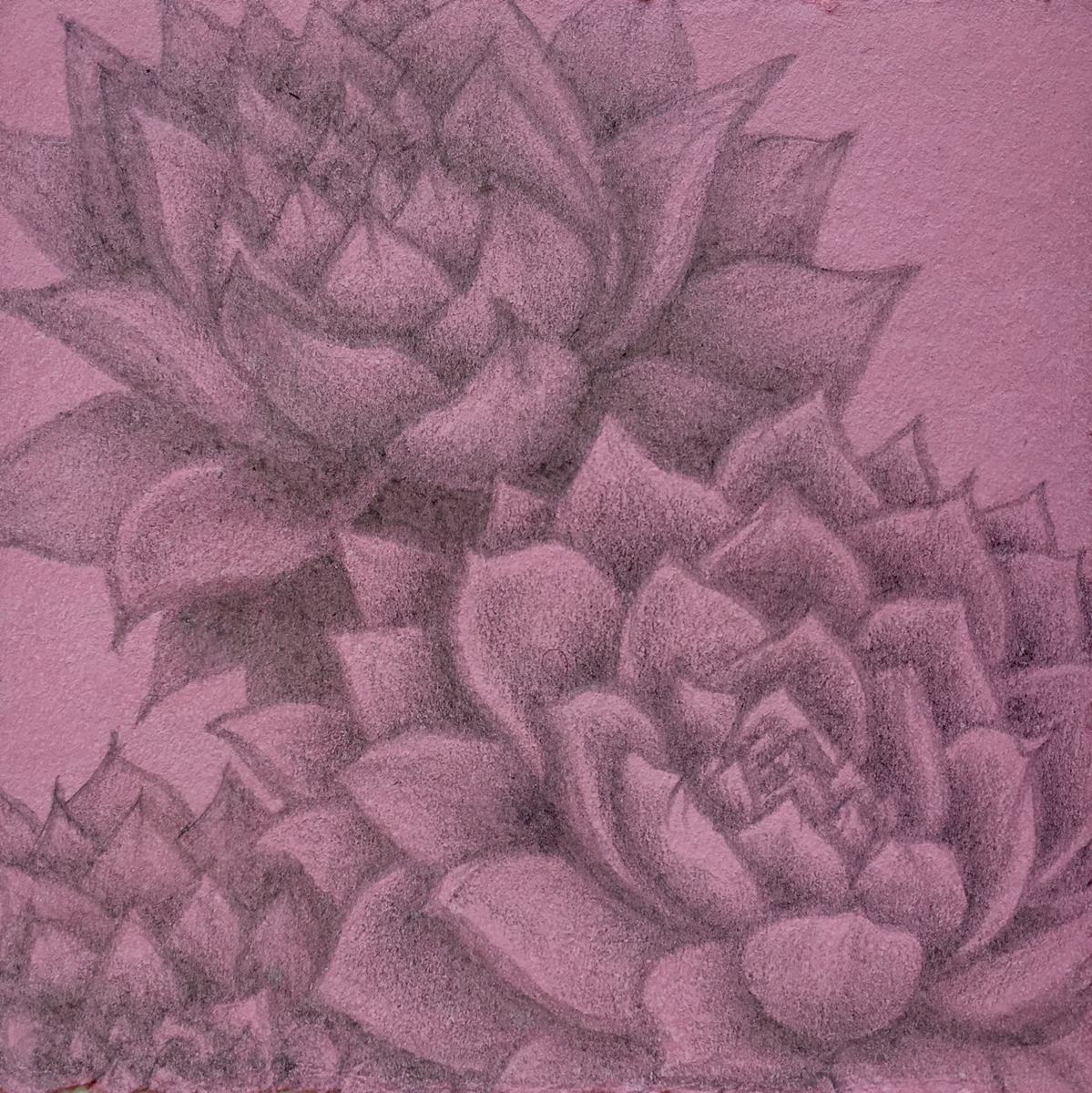 Sempervivum tectorum