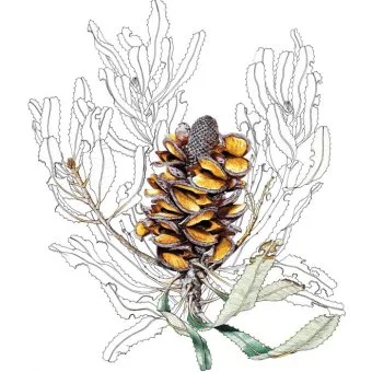 Banksia menziesii follicles split open and the seeds have flown, 1992, watercolour, pencil and gouache on hot-pressed Arches paper, Philippa Nikulinsky artist
